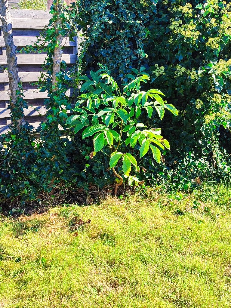 Notenboom, Tuin en Terras, Herfst, Overige soorten, 100 tot 250 cm, Ophalen
