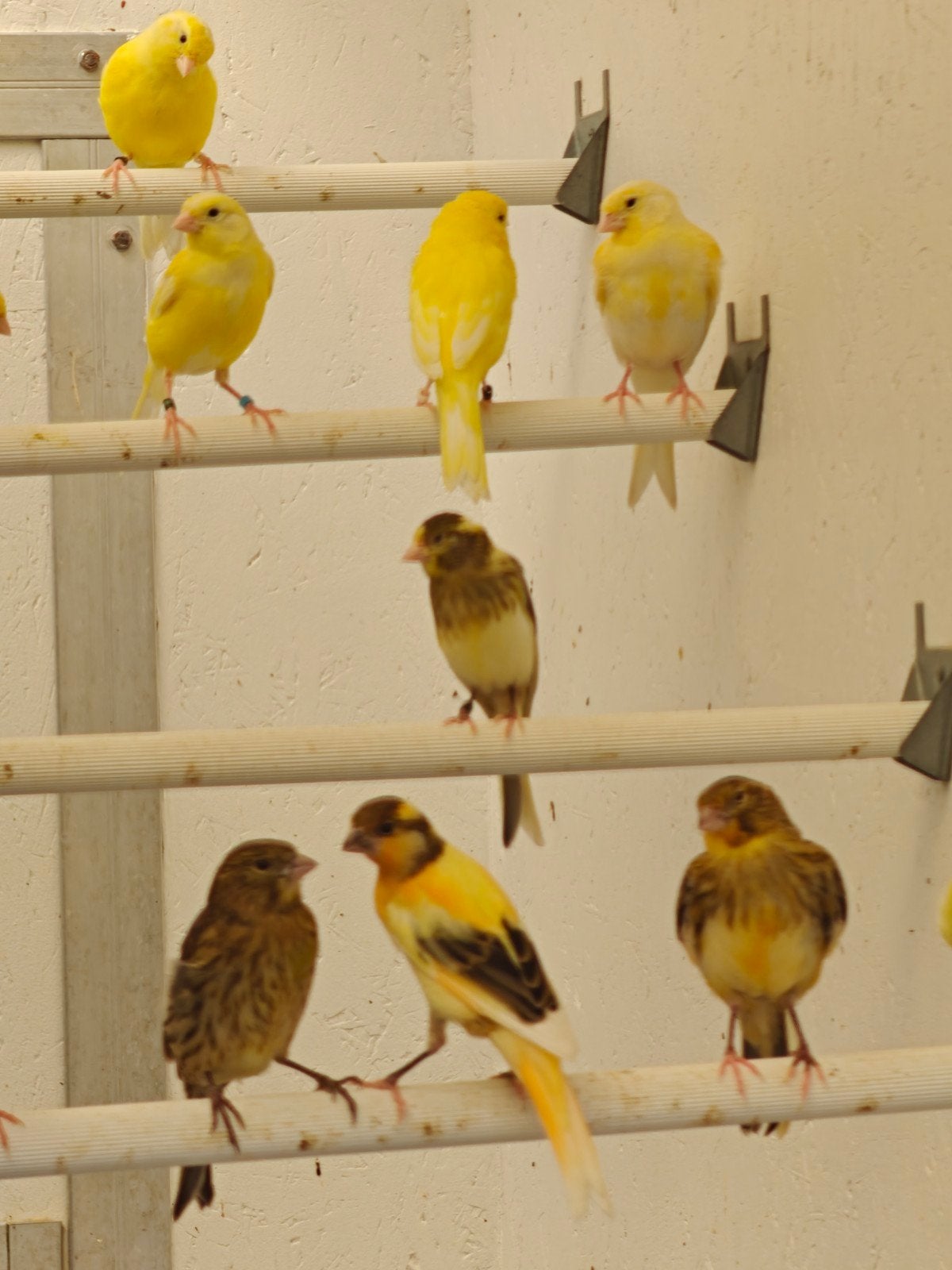 Kanaries, Dieren en Toebehoren, Vogels | Kanaries