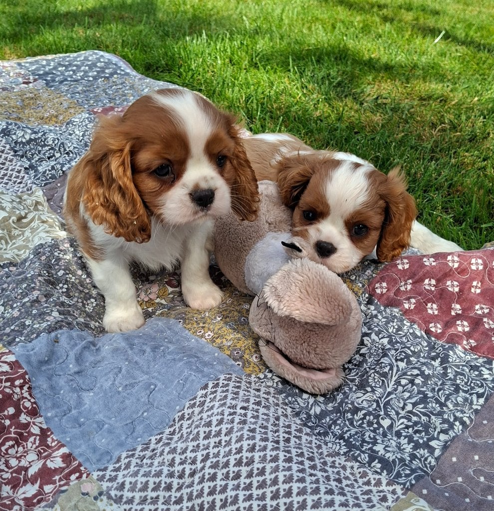 Superbes chiots Cavalier King Charles, Animaux & Accessoires, Maladie de Carré (chiens), Plusieurs, Éleveur | Loisir, Belgique