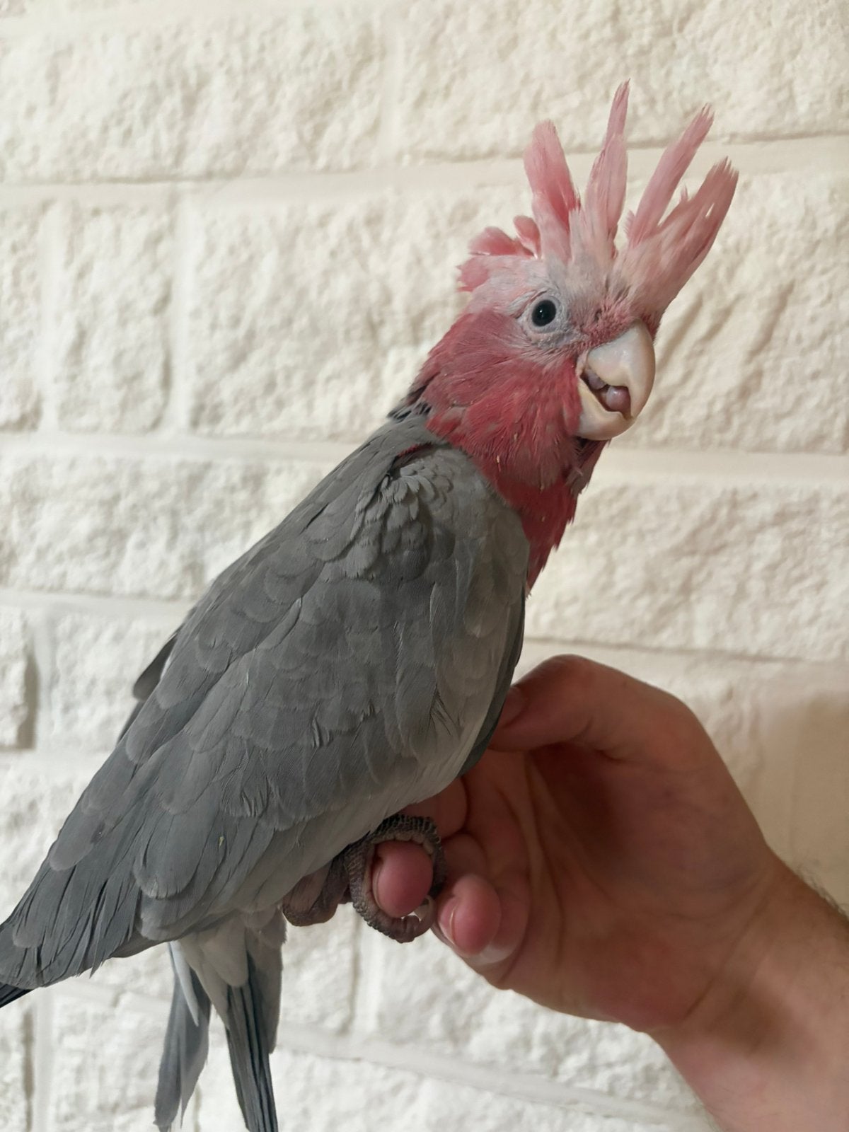 Supertam jonge rose kaketoe’s 2026, Dieren en Toebehoren, Vogels | Parkieten en Papegaaien, Papegaai, Geringd