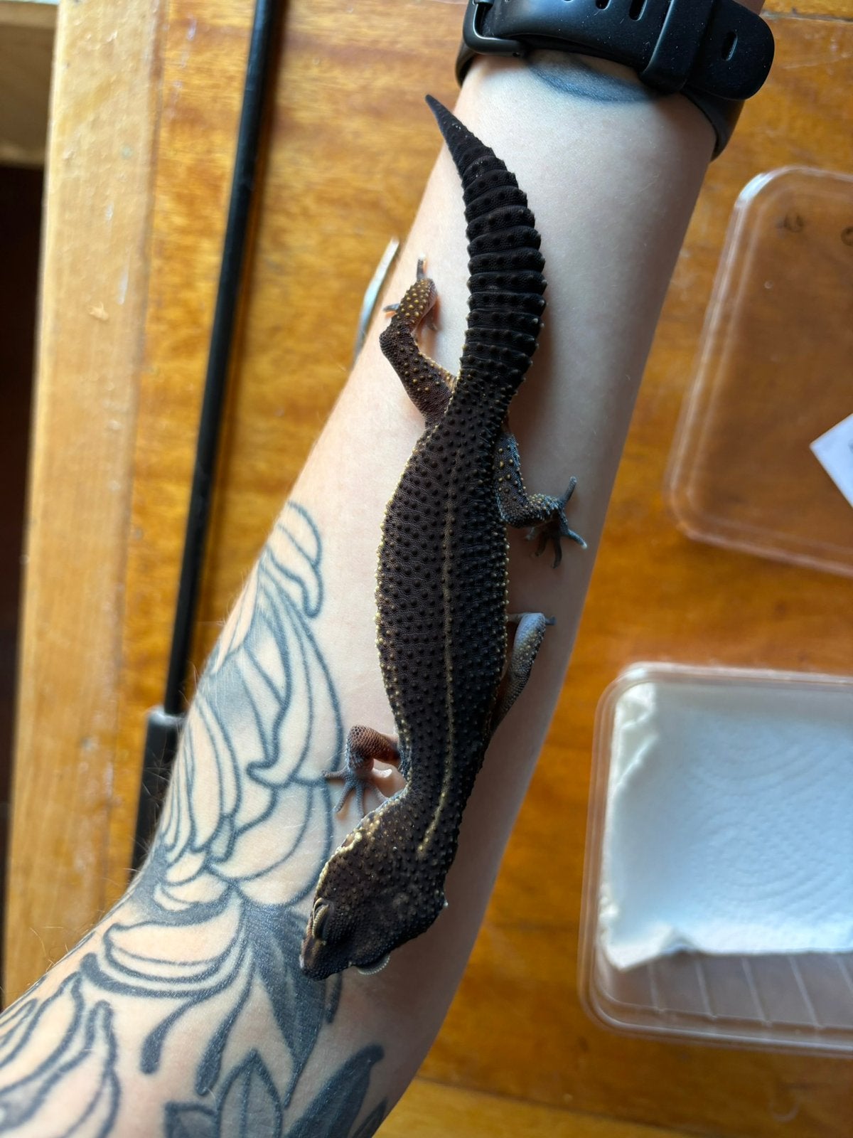 Black night luipaardgekko vrouw, Dieren en Toebehoren, Hagedis, Tam, 0 tot 2 jaar