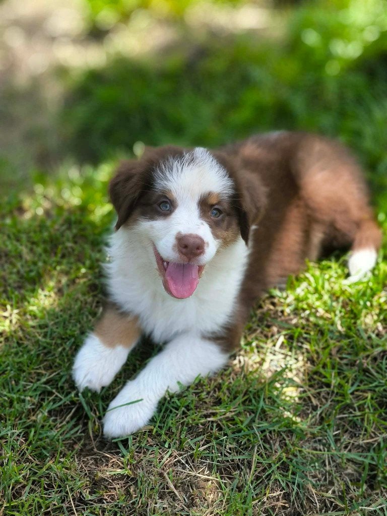 Un beau chiot berger australien cherche un propriétaire !, Maladie de Carré (chiens), Chienne, Un chien, Belgique