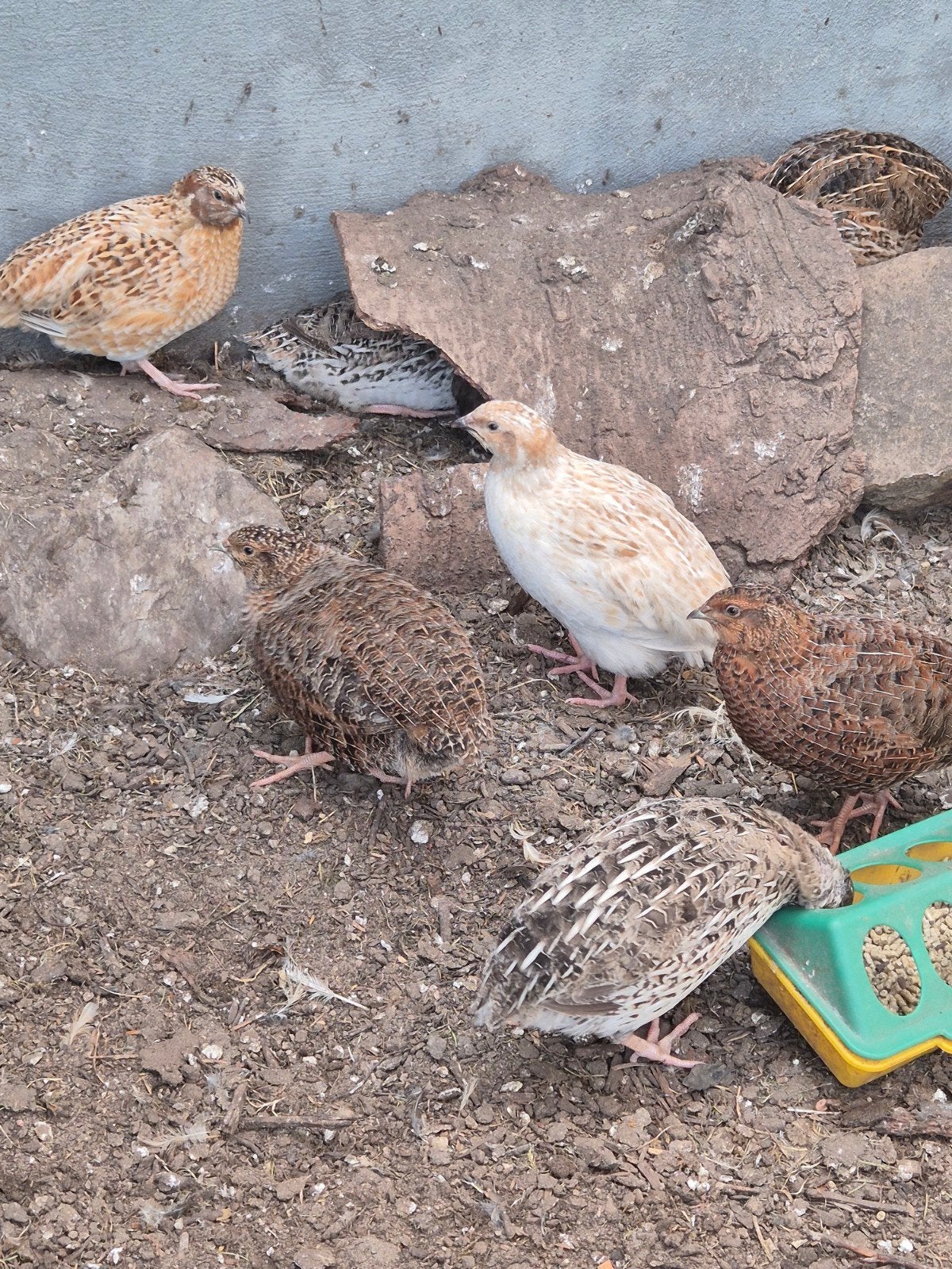 Japanse kwartels te koop, Dieren en Toebehoren, Meerdere dieren, Overige soorten