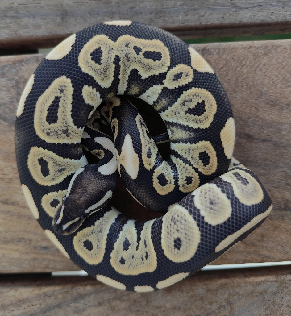 0.1 Python regius - Cinnamon DG, Dieren en Toebehoren, Slang, Tam, 0 tot 2 jaar