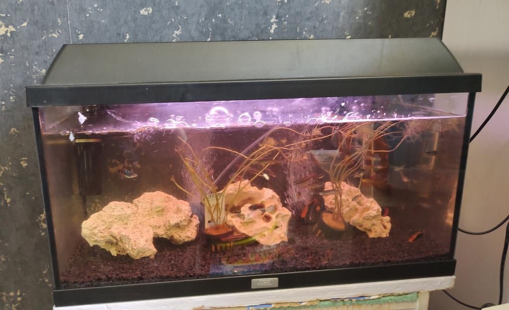 Te koop aquarium met vissen en garnalen, Dieren en Toebehoren, Ophalen