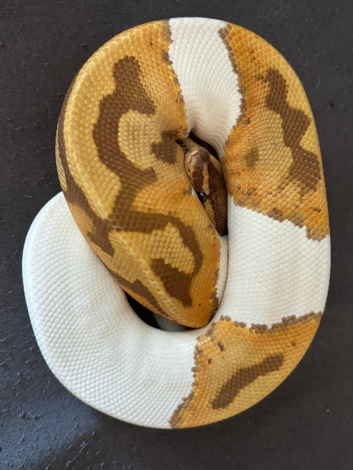 Ballpython 0.1