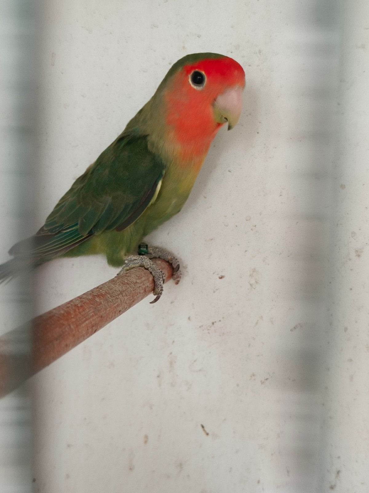 jonge roseicolli wildkleur man, Dieren en Toebehoren, Vogels | Parkieten en Papegaaien