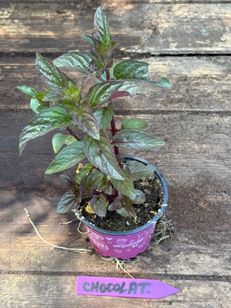 Lot de 12 Menthes différentes, Jardin & Terrasse, Plantes | Jardin, Herbes, Été, Enlèvement, Plante fixe