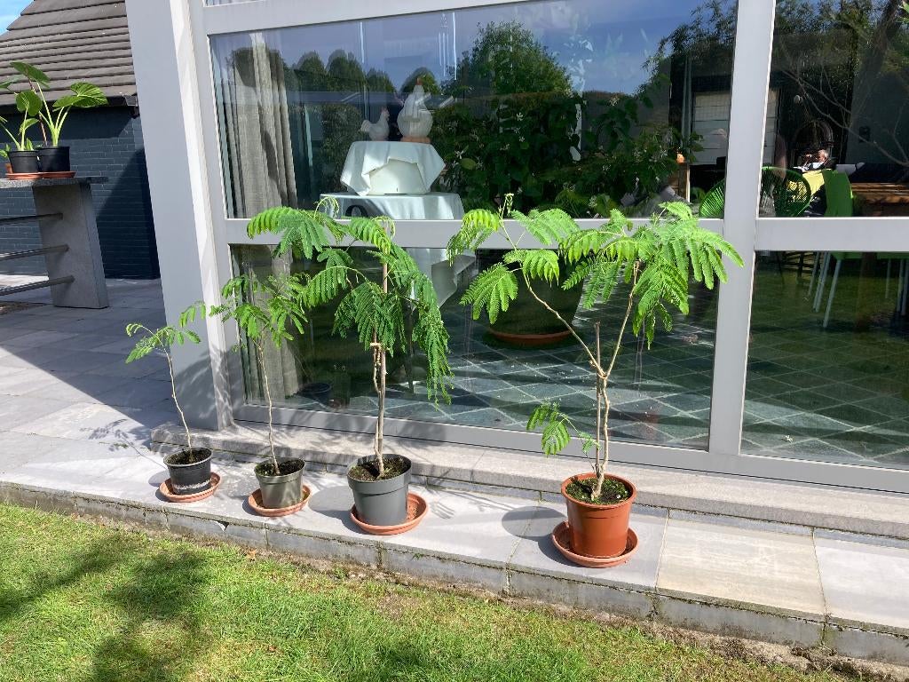 ALBIZIA OF PERZISCHE SLAAPBOOM BONSAI, Tuin en Terras, Ophalen