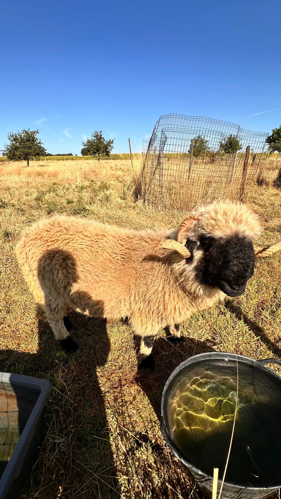 Walliser schwartsnaze bok jaarling, Dieren en Toebehoren, Schapen, Geiten en Varkens, Mannelijk, Schaap, 0 tot 2 jaar