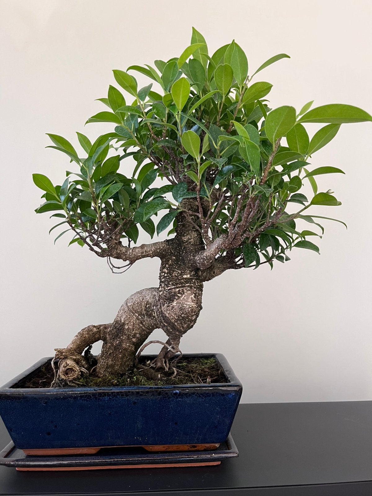 Ficus Bonsai, Tuin en Terras, Planten | Bomen, Ophalen