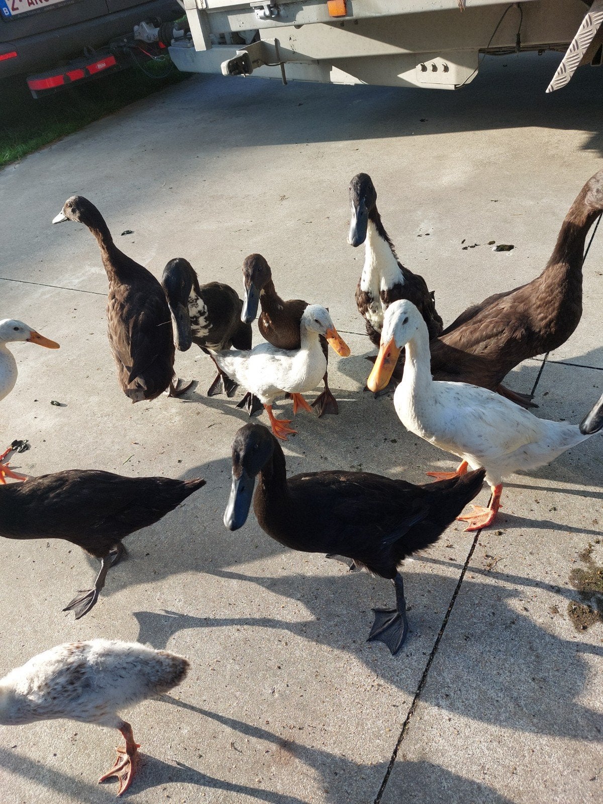 Canards qui courent indiens, Animaux & Accessoires