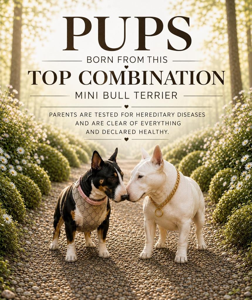 Min bull terrier pups, Dieren en Toebehoren, België, Fokker | Hobbymatig, 8 tot 15 weken, Meerdere