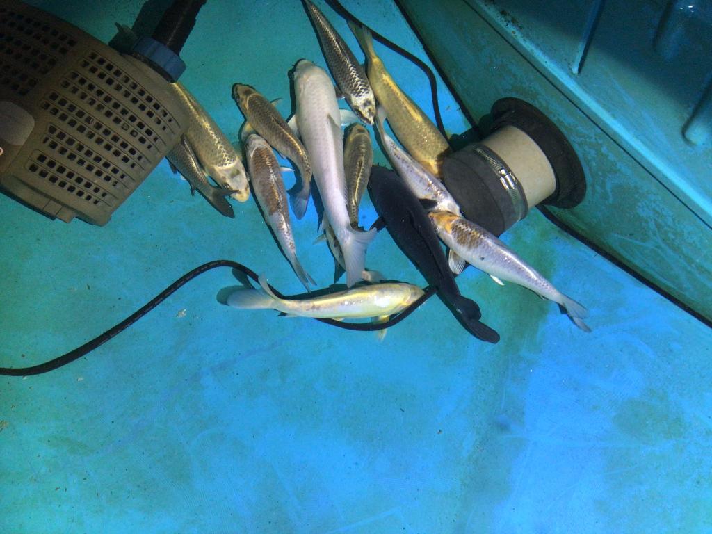 Koi, Carpe ou Koï