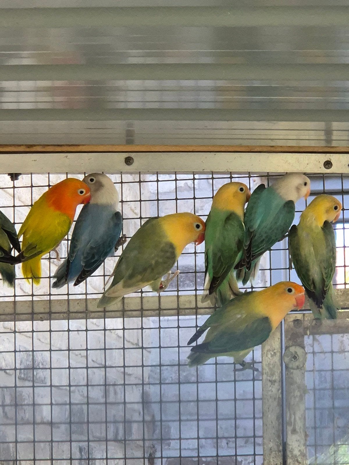 fischeri opaline, euwing, Animaux & Accessoires, Oiseaux | Perruches & Perroquets, Bagué