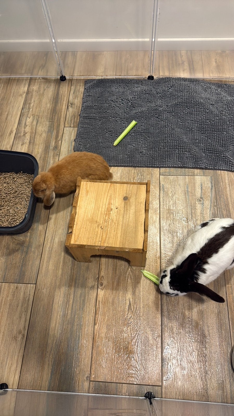Vlinderkonijn (m) minilopje (v), Dieren en Toebehoren, Meerdere dieren, Middelgroot, Hangoor, 0 tot 2 jaar