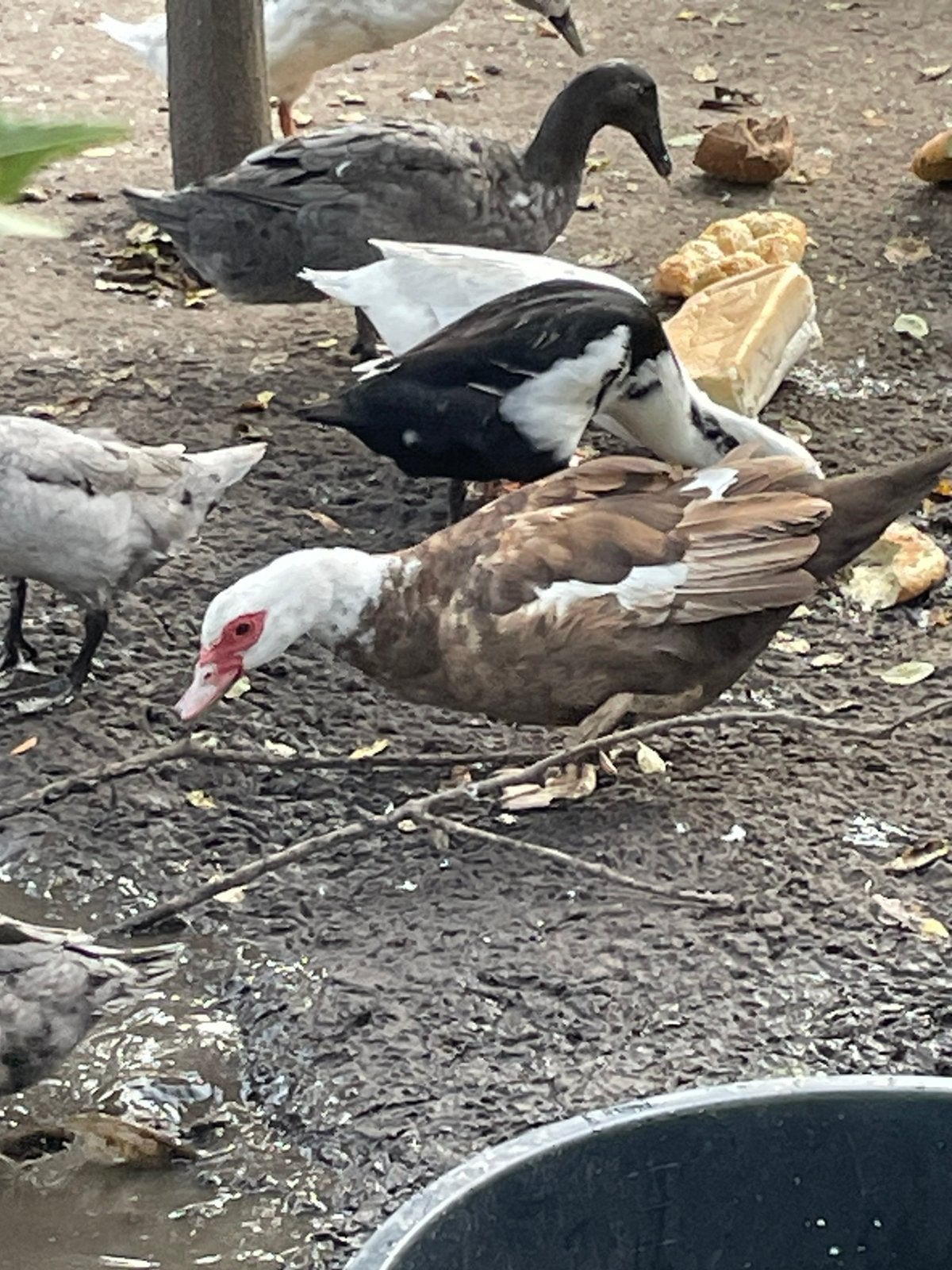 Barberie eend vrouwtjes, Femelle, Canard