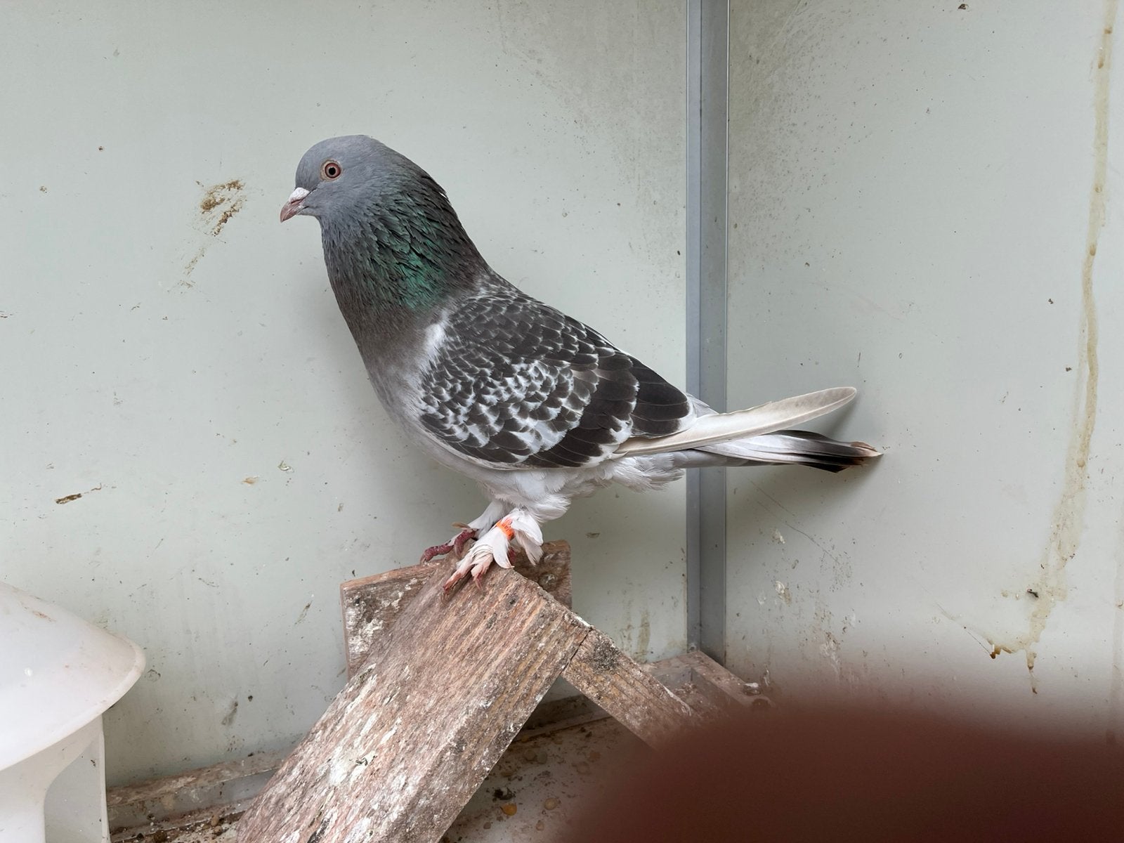 Takla doffer, Dieren en Toebehoren