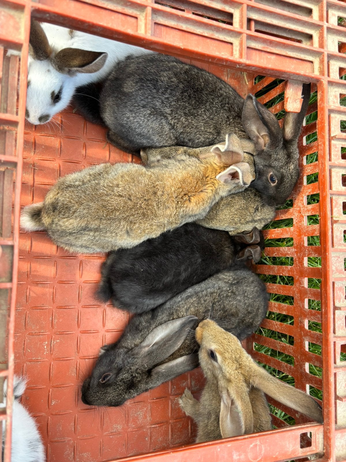 Konijnen te koop, Dieren en Toebehoren, Meerdere dieren, Middelgroot, 0 tot 2 jaar