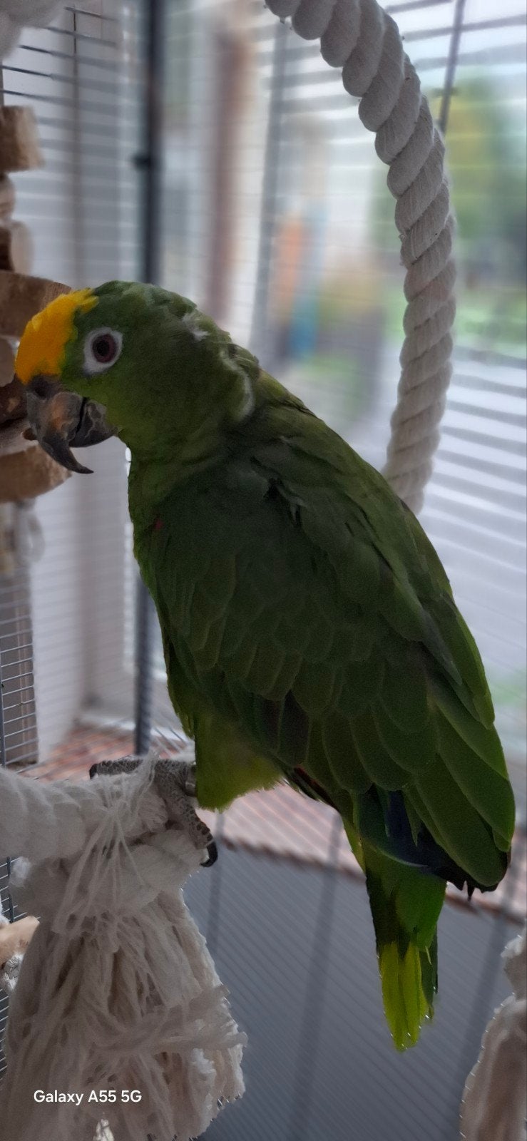 nieuwe thuis voor Coco gezocht, Dieren en Toebehoren, Vogels | Parkieten en Papegaaien, Mannelijk, Papegaai, Pratend