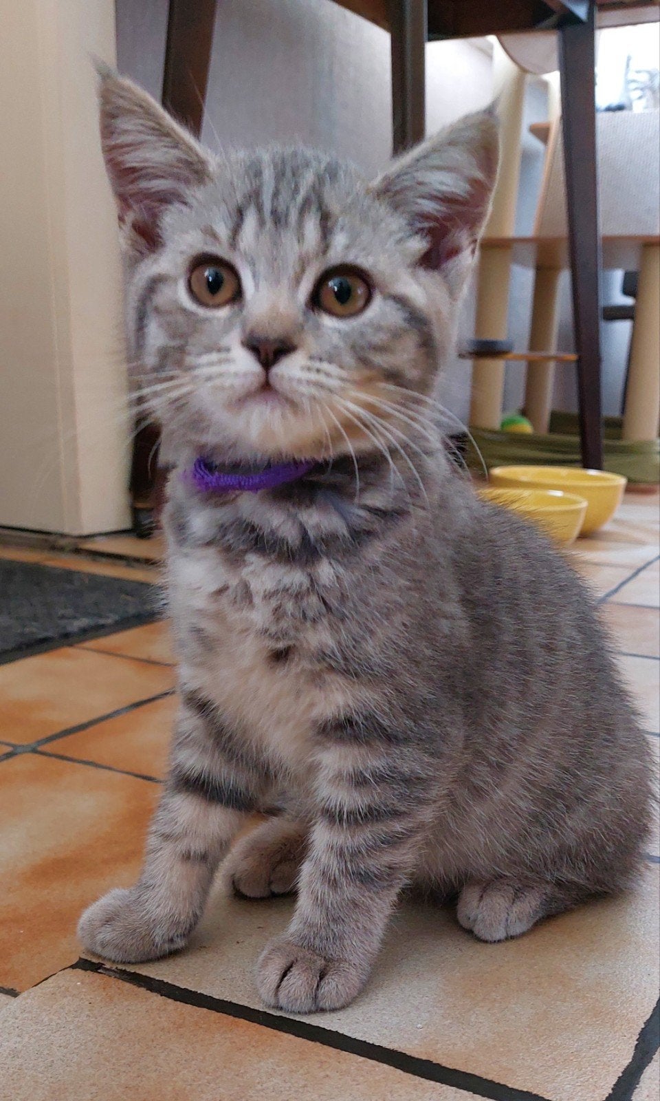 britse korthaar tabby Grey shadet, Poes, Gechipt, 0 tot 2 jaar