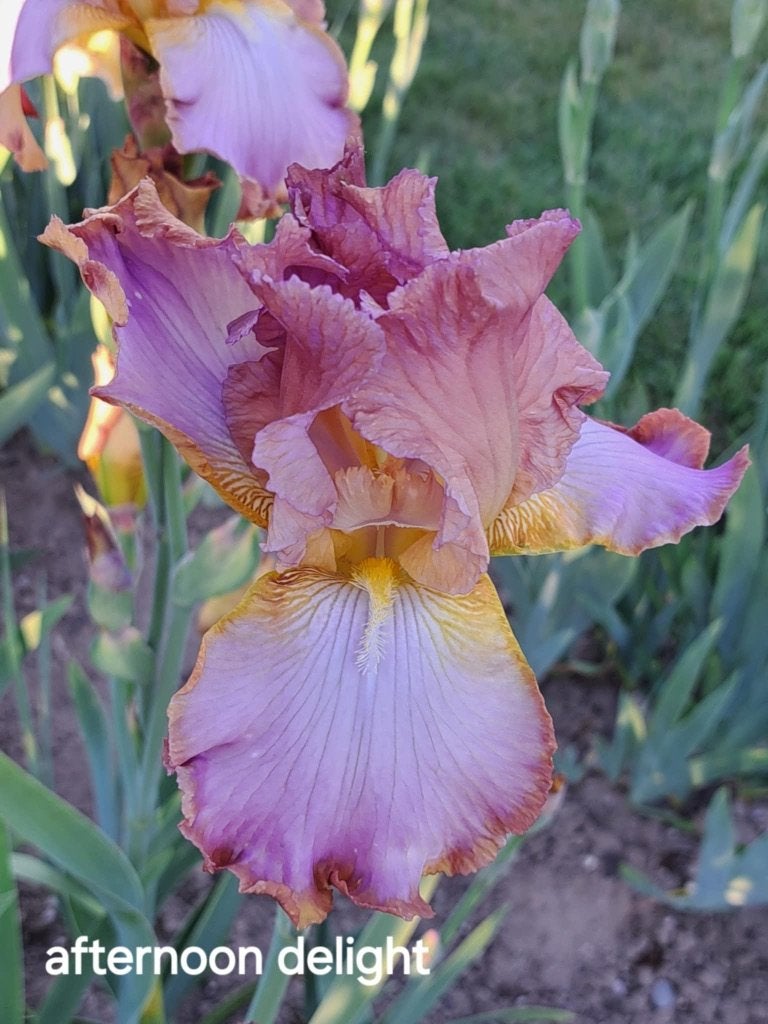 Iris Germanica stekken ruim 300 soorten, Tuin en Terras, Overige soorten, Volle zon, Vaste plant, Ophalen of Verzenden