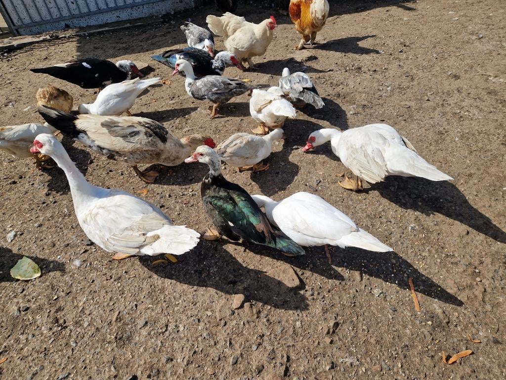 Barberie eenden, Animaux & Accessoires, Volatiles, Plusieurs animaux, Canard