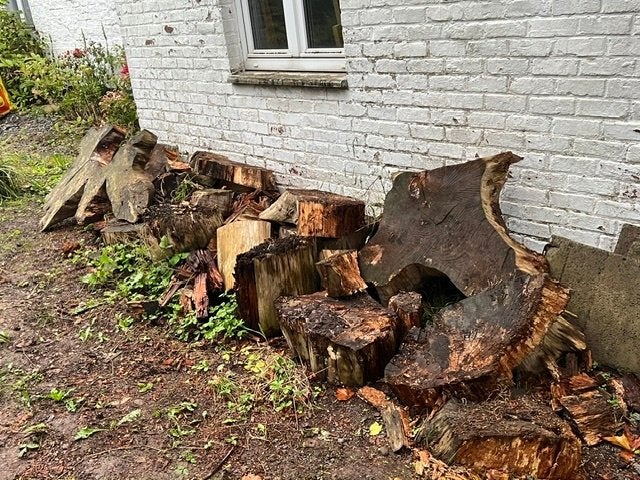 Bois de chauffage à donner, Jardin & Terrasse, 3 à 6 m³, Enlèvement, Autres essences de bois, Troncs d'arbres
