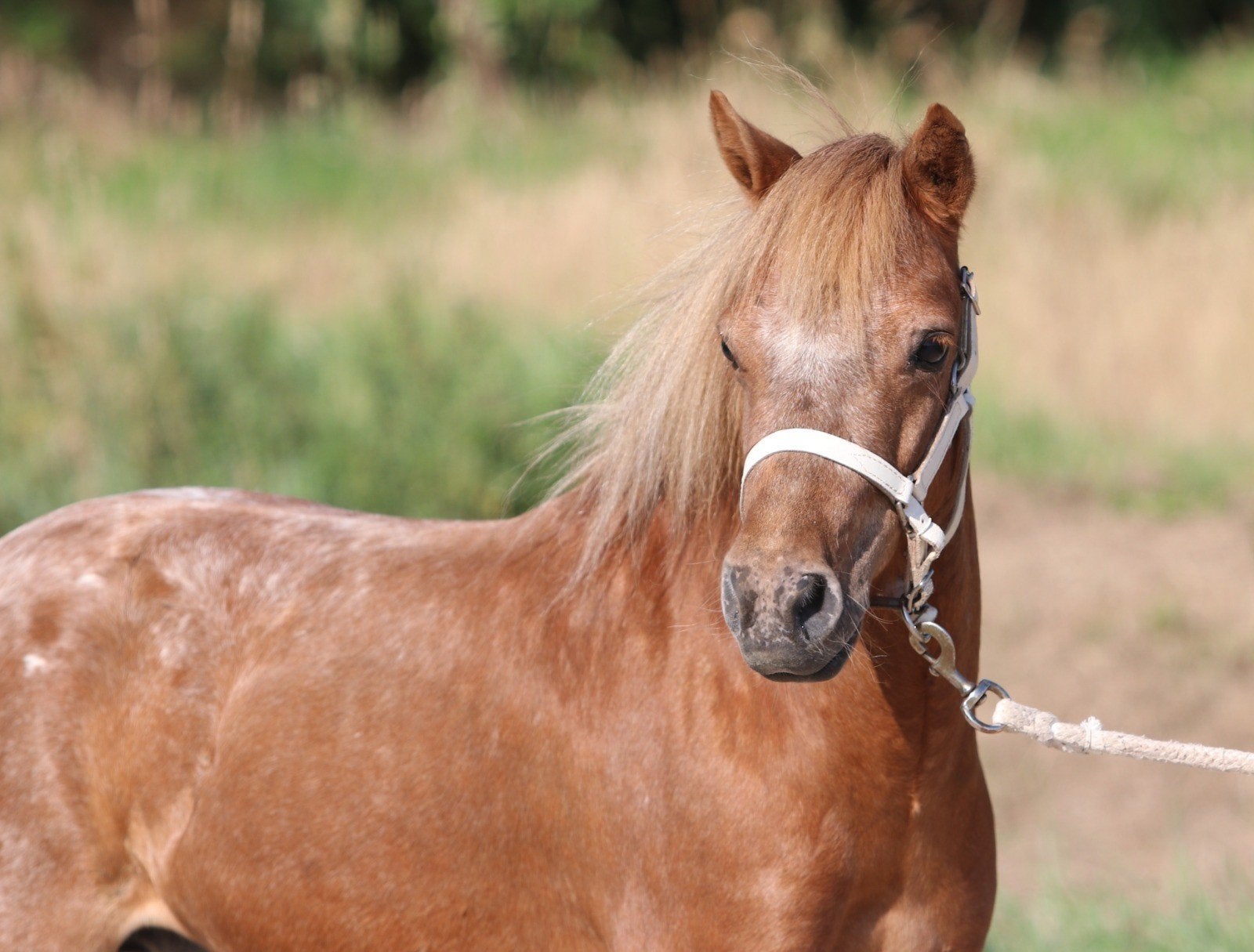 Prachtige shetlander en appaloosa ruinen, Dieren en Toebehoren, Ruin, M, Gechipt, 3 tot 6 jaar