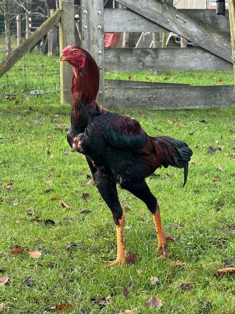 Broedeieren Indio Gigante - grootste kippen in de wereld, Dieren en Toebehoren