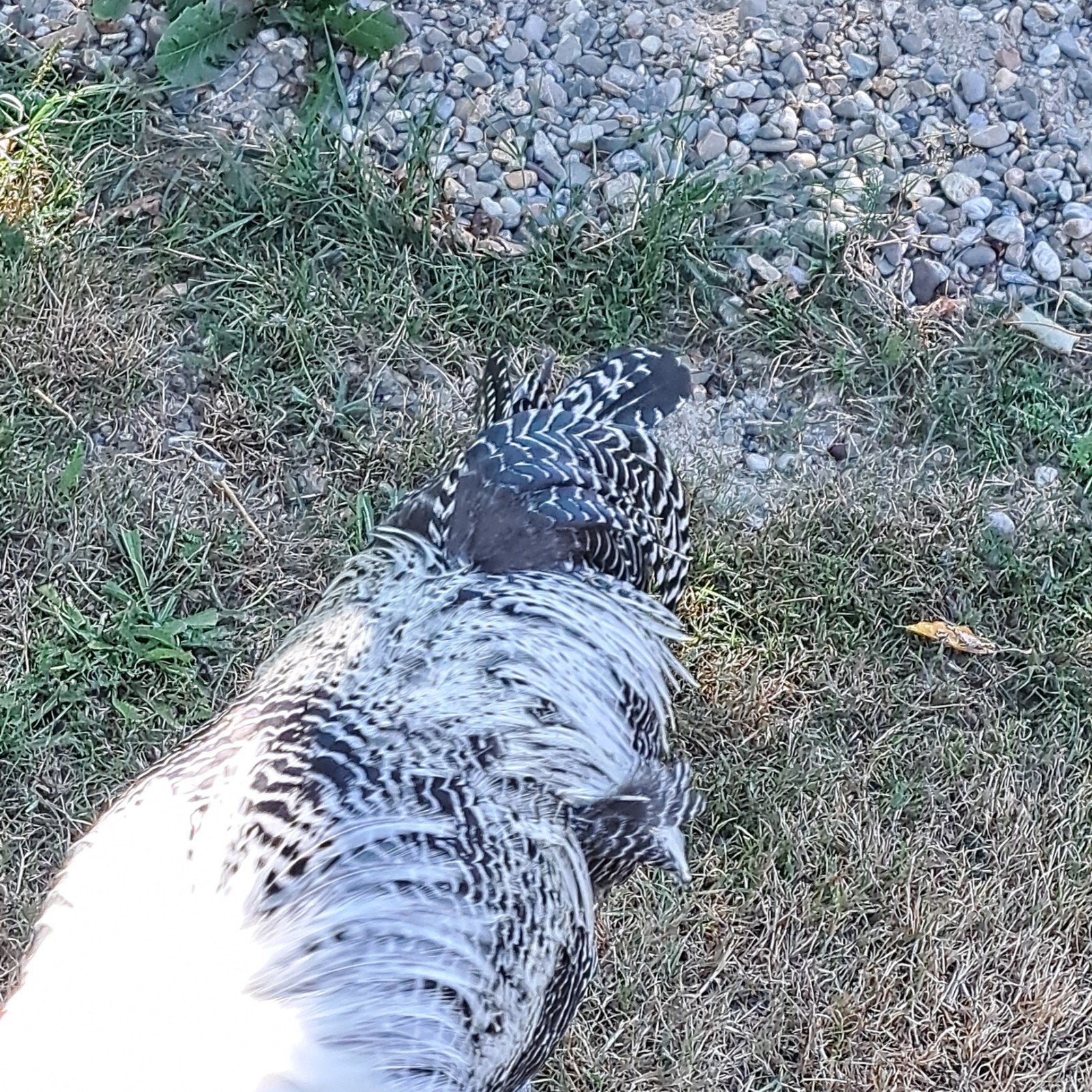 silver brakel haan, Dieren en Toebehoren, Pluimvee