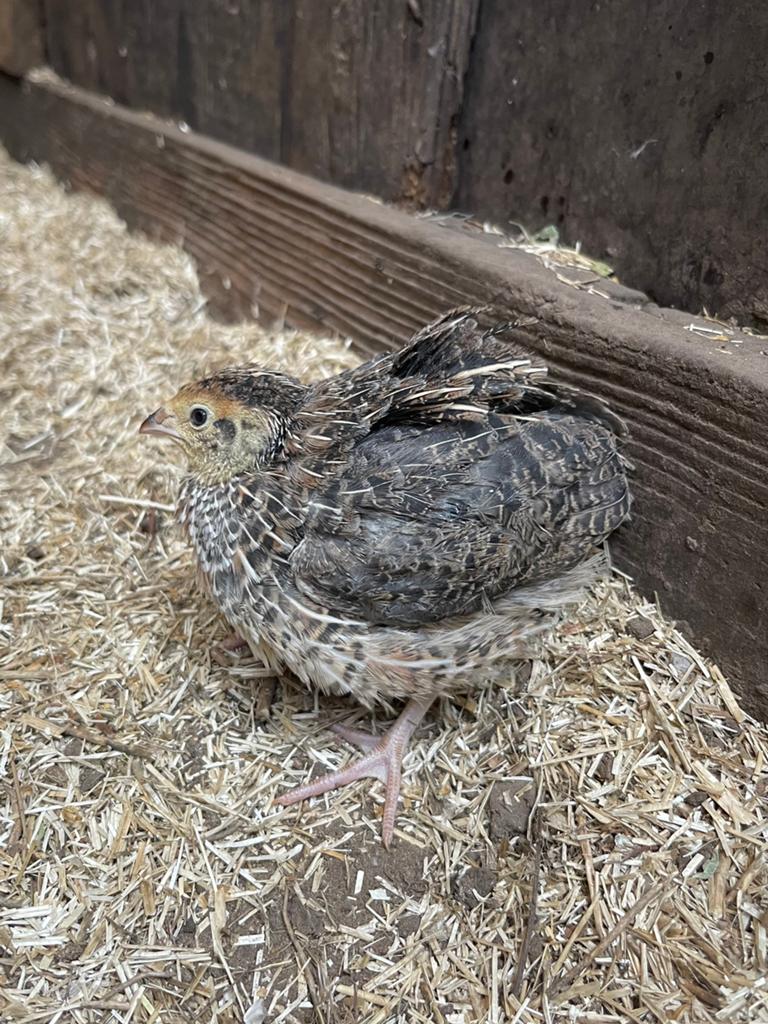 Japanse jumbo kwartel haan - gratis, Dieren en Toebehoren