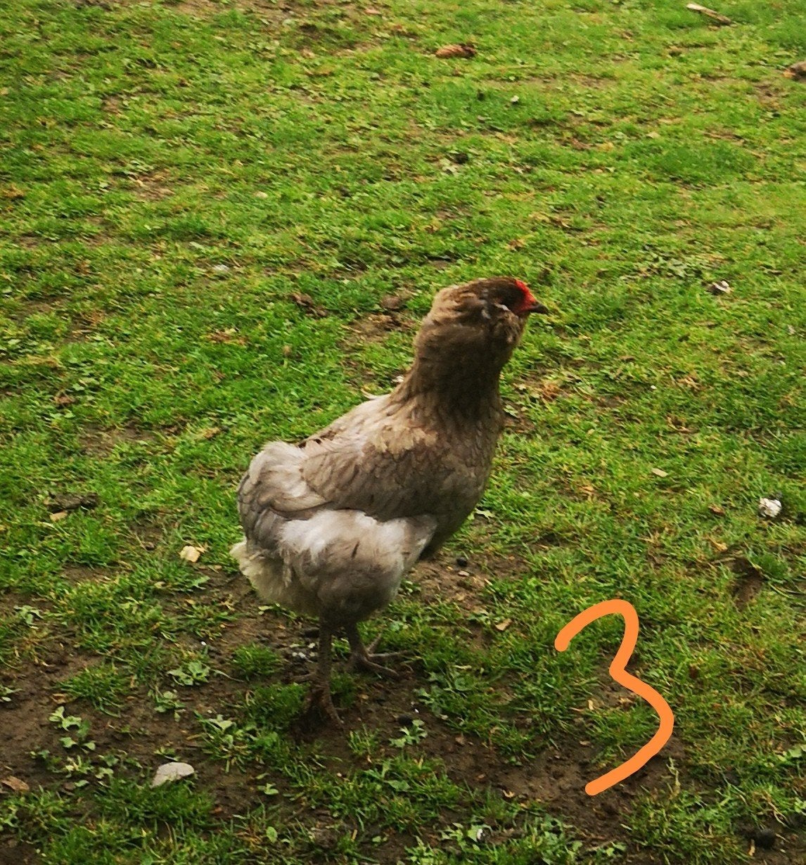 Trio poules araucana, coq olivette, Animaux & Accessoires, Volatiles