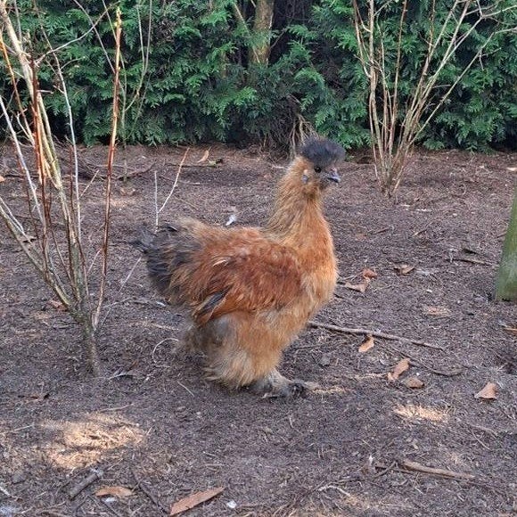 raszuivere zijdehoen haan, Dieren en Toebehoren, Pluimvee, Mannelijk, Kip