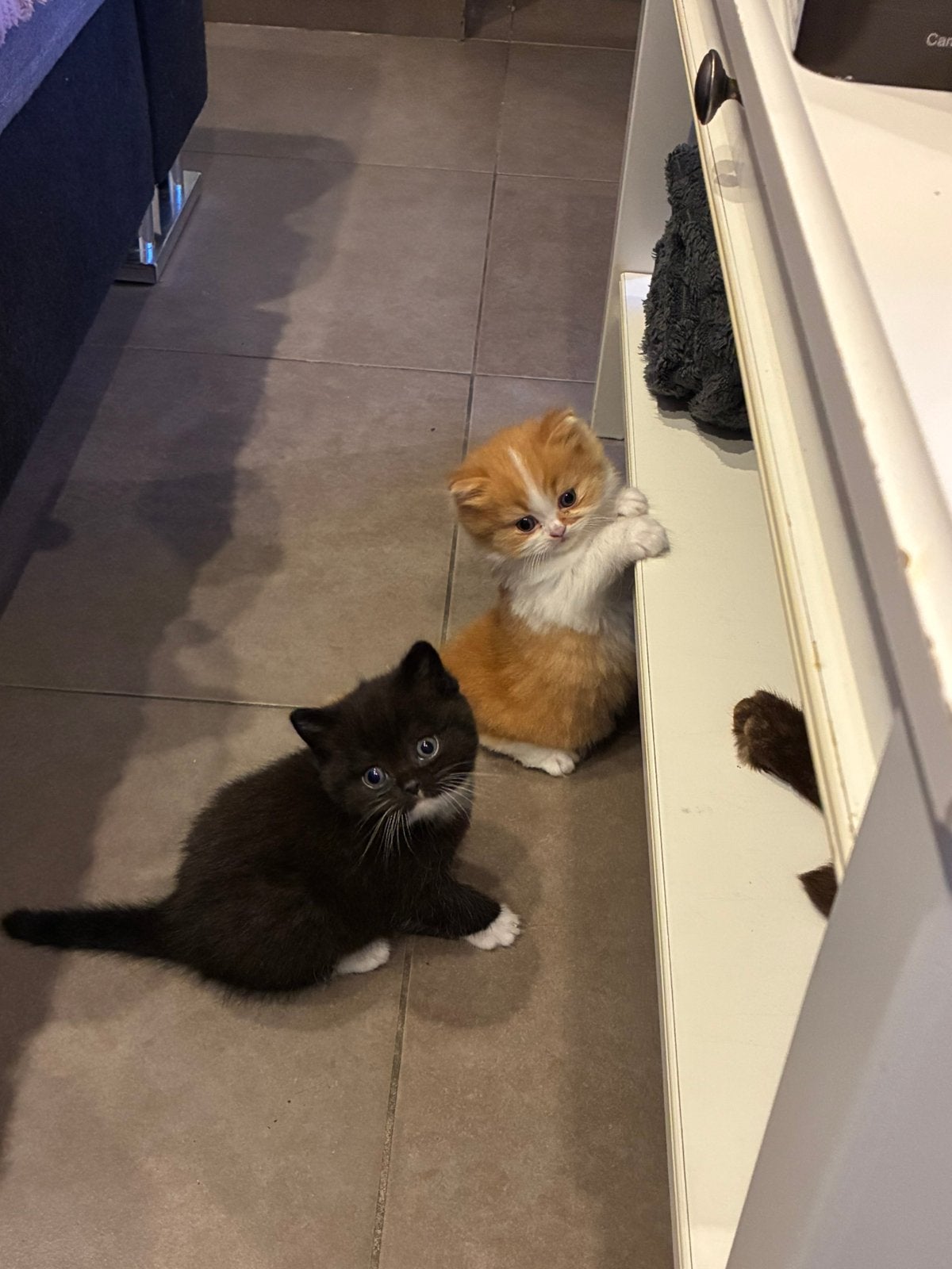 Brits korthaar katertjes 1 chocolat bicolor en 1 black bicol, Dieren en Toebehoren, Kater, Met stamboom, 0 tot 2 jaar