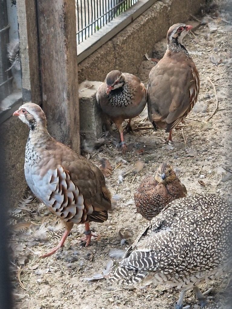 Bergkuif kwartel/Zwartmasker kwartel/roodpoot patrijzen, Meerdere dieren, Overige soorten