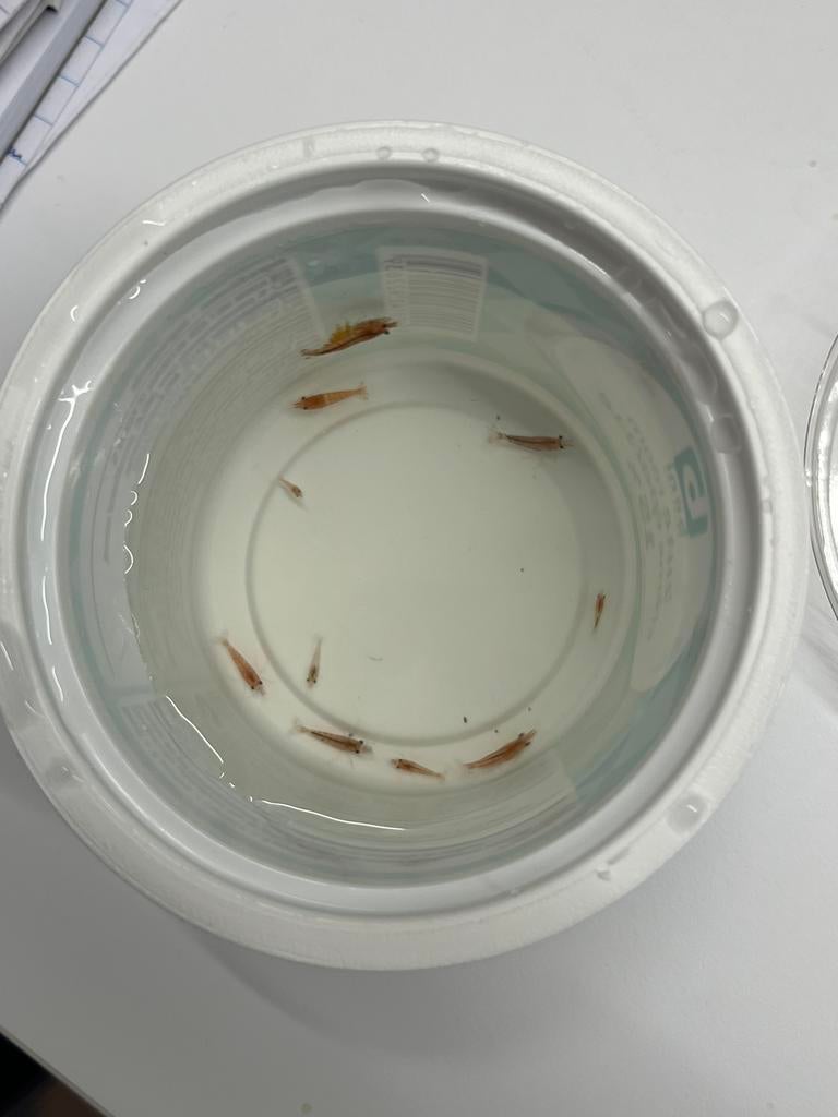 50 crevettes rouges pour 40€, Homard, Crabe ou Crevette, Poisson d'eau douce, Banc de poissons