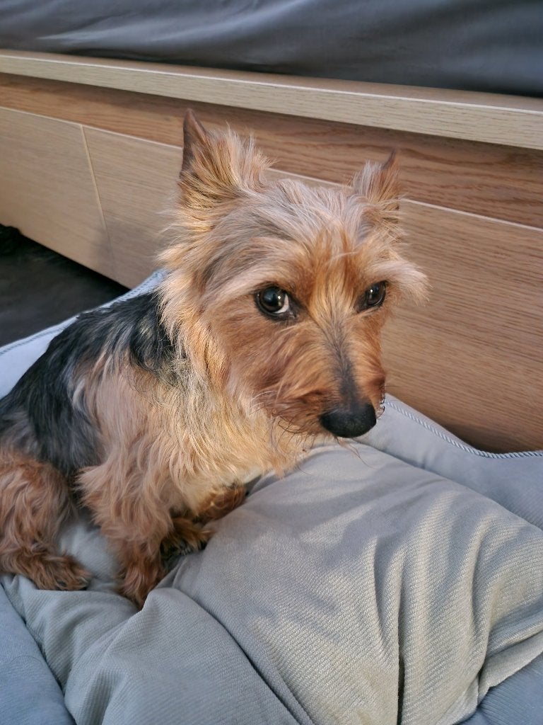 Gezocht kleinblijvende pup gouden mandje aangeboden, Contacten en Berichten