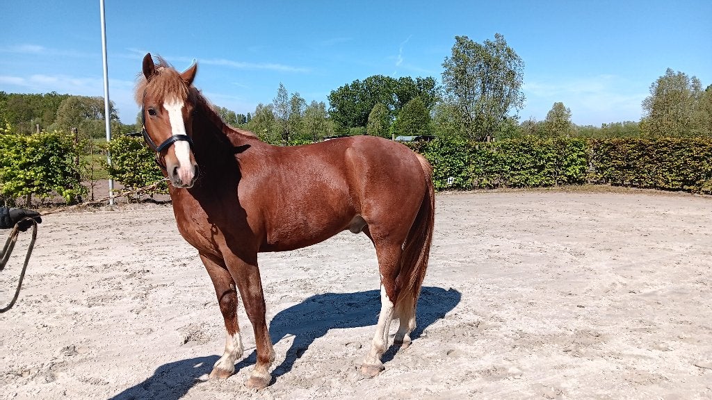 Lieve en supper chille Freiberger vos van 3 jaar, Animaux & Accessoires, Chevaux, Hongre, Débourré, 160 à 165 cm, 3 à 6 ans, Cheval de récréation