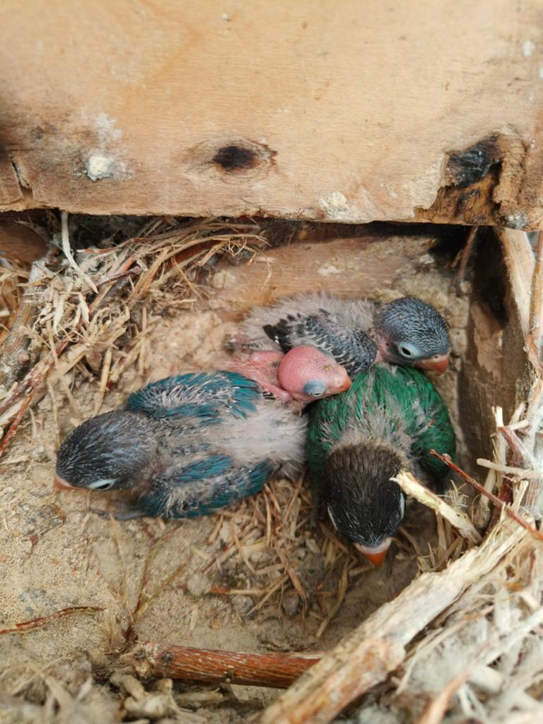Nestje personata, Dieren en Toebehoren, Vogels | Parkieten en Papegaaien, Geringd