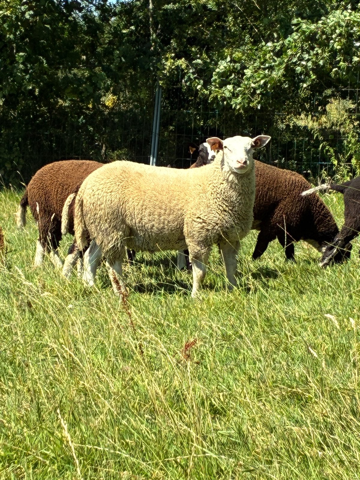 Witte dek bok, Dieren en Toebehoren