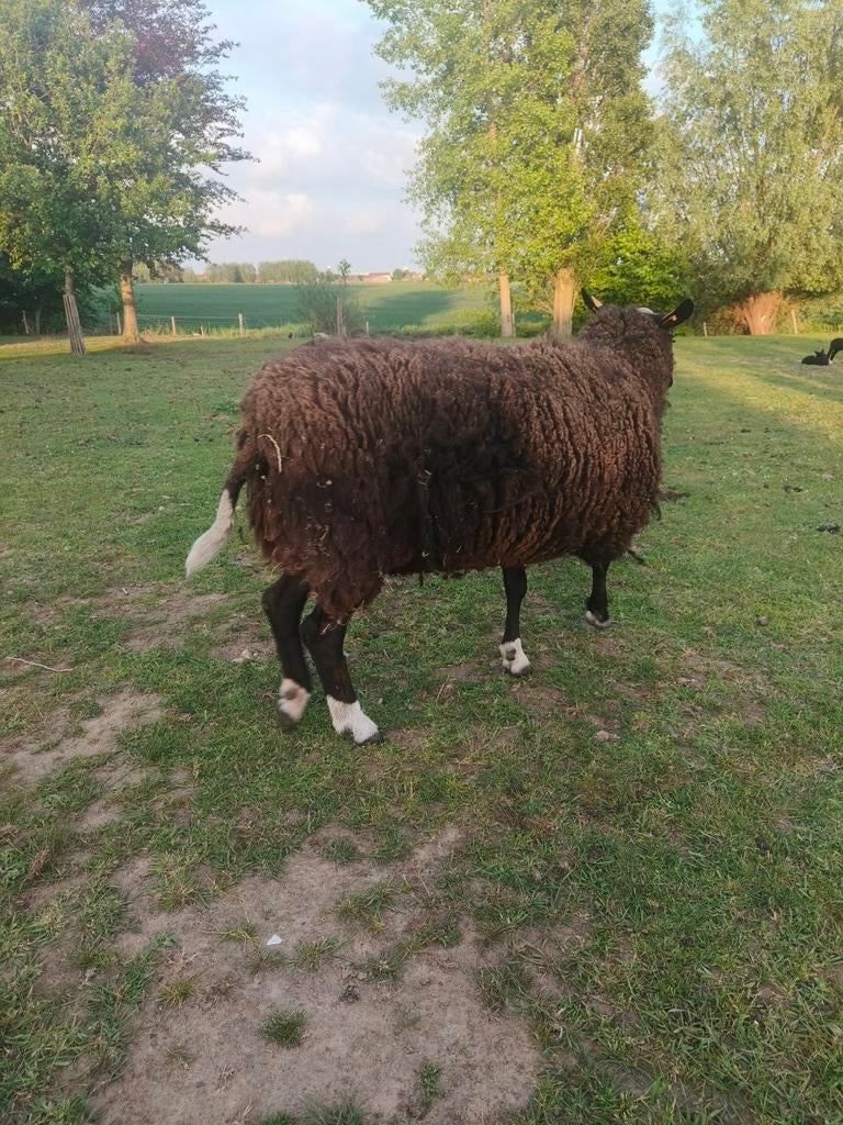 Zwartbles schaap, Mouton