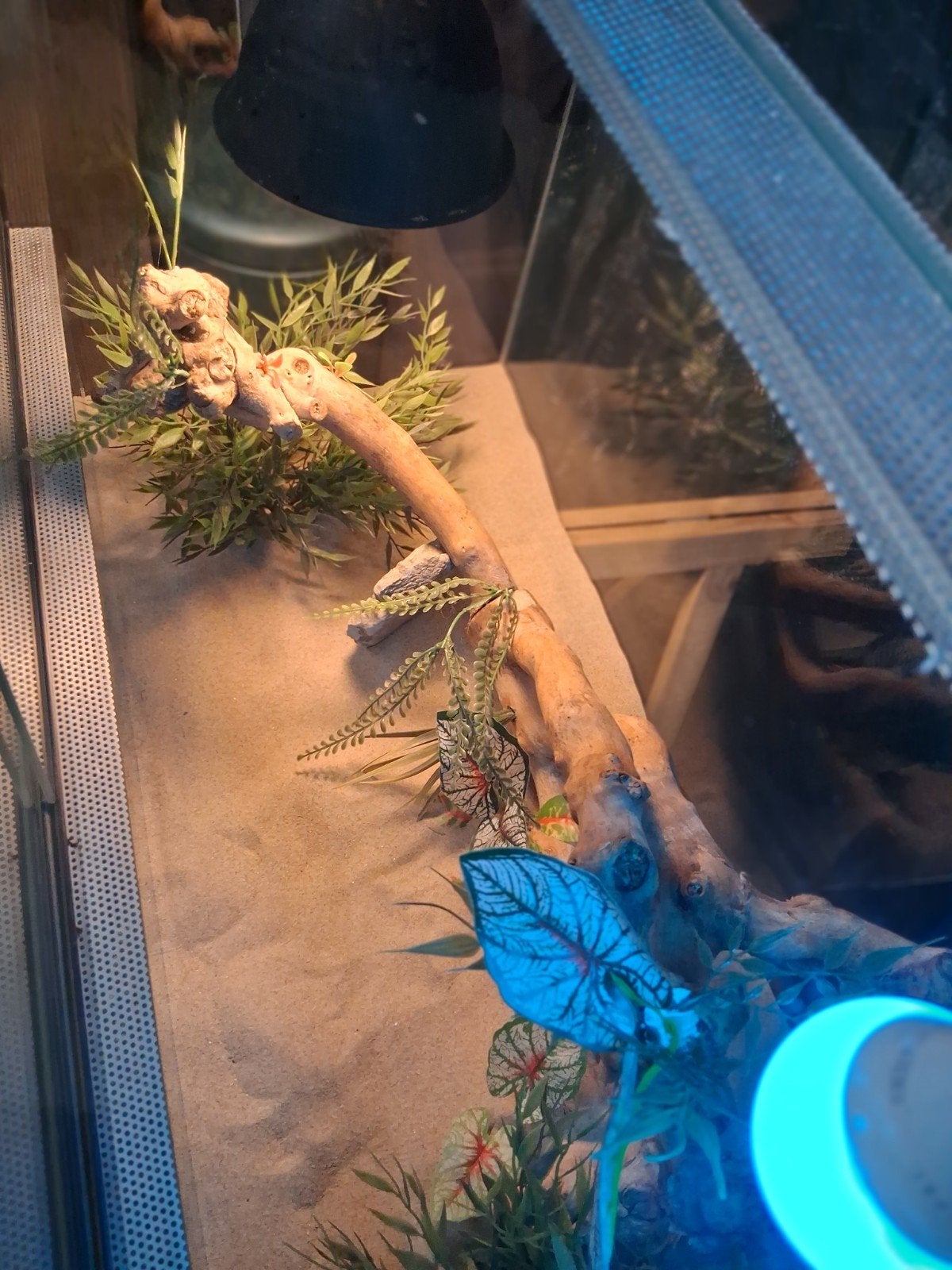 Terrarium, Dieren en Toebehoren, Ophalen