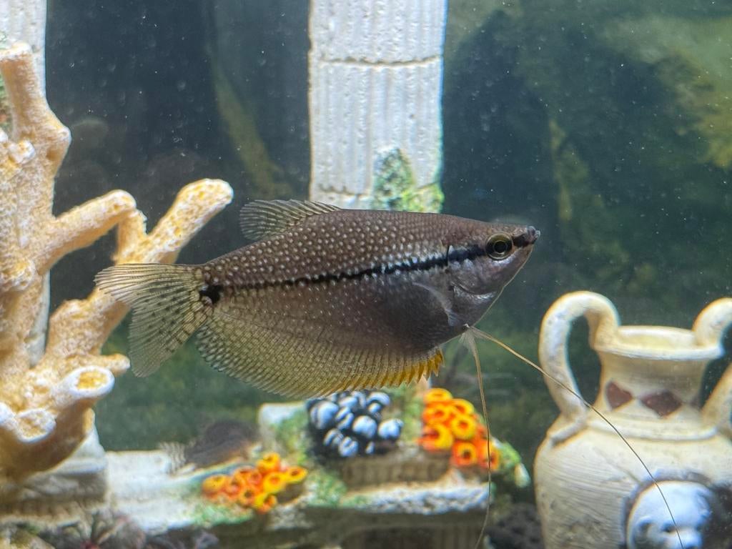 Diamant gourami, Poisson