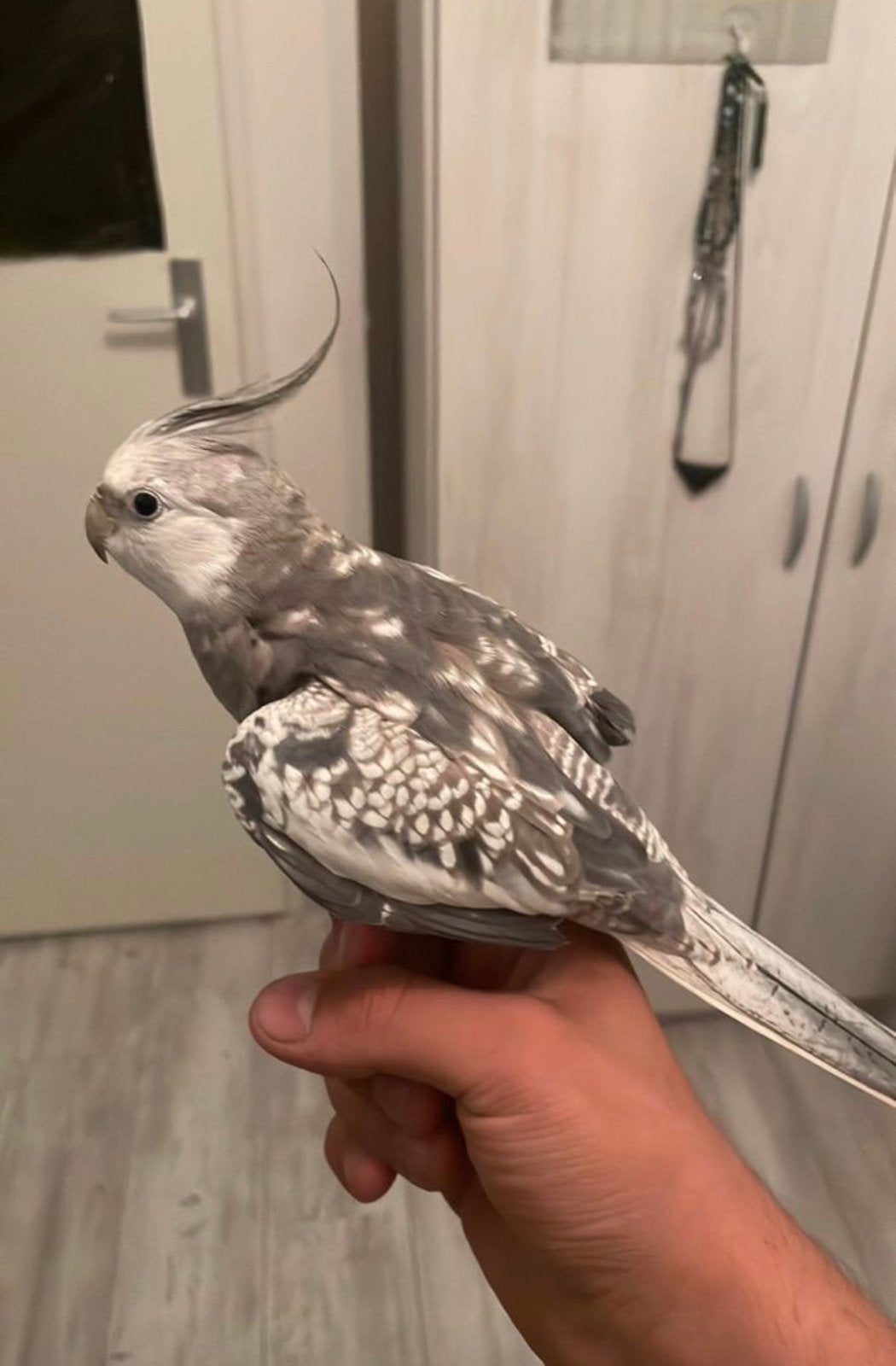 Je recherche une calopsitte a adopter, Animaux & Accessoires, Mâle, Perruche, Bagué