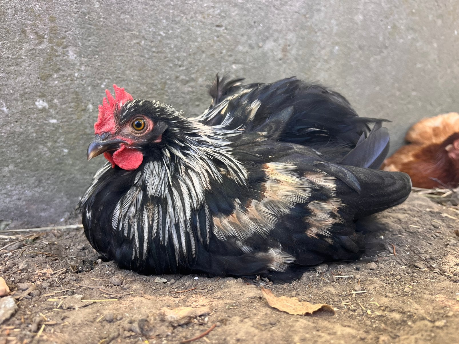 Joli petit coq, Animaux & Accessoires, Mâle, Poule ou poulet