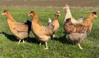 Kleurleggers Marans, Cream Legbar, Araucana en Eurocana, Kip