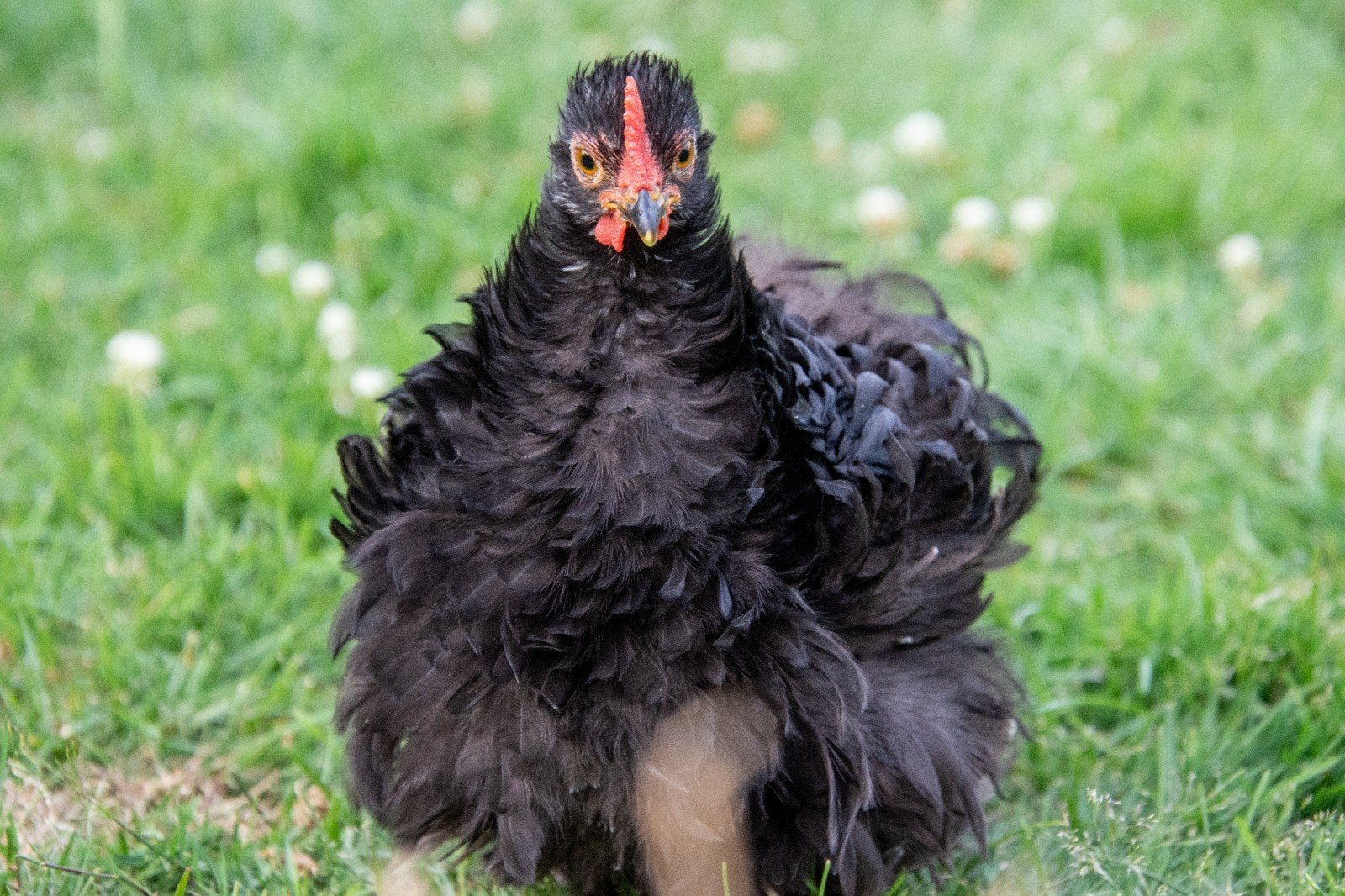 Gratis haantjes cochinkriel