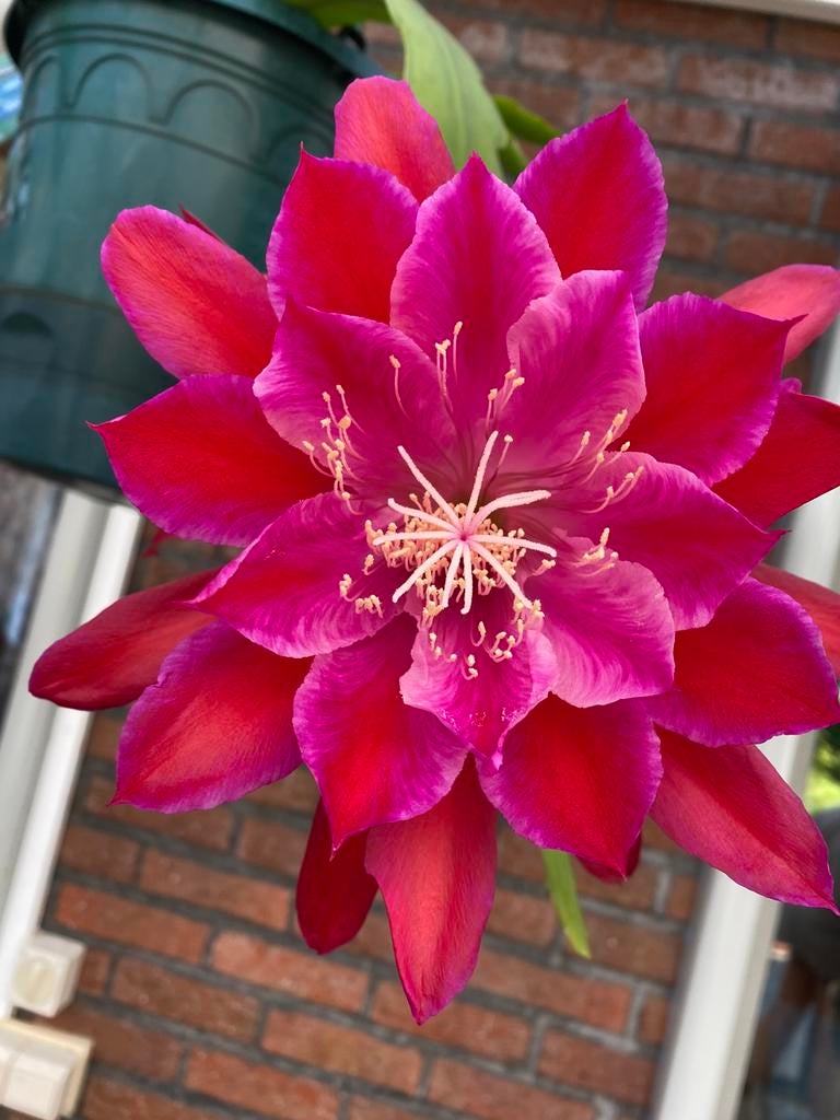 Epiphyllum Knebels liebling bloem buiten donkerrood bin roze, Ophalen