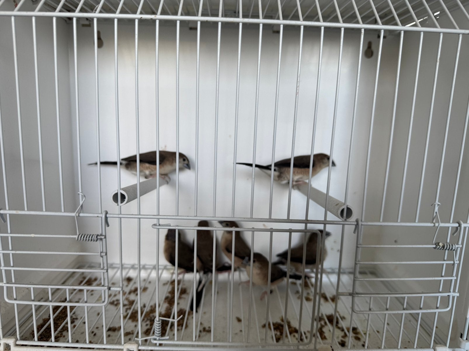 Loodbekjes, Dieren en Toebehoren